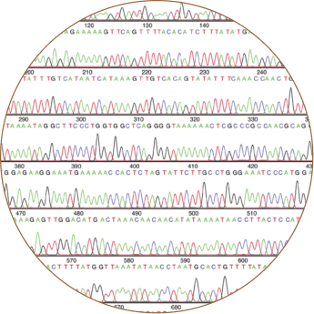 DNA sequencing readout