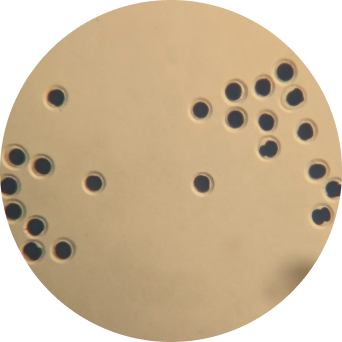 Edited cell cultures in a dish