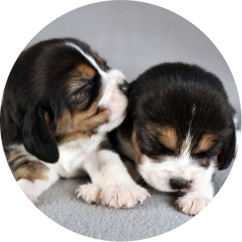 Two beagle puppies